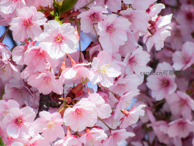 繁花似锦樱满树，阳光穿透粉瓣间