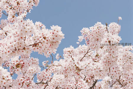 蓝天衬白雪樱，纯净无瑕春之韵