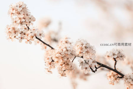 柔光下的花枝，素雅白樱静谧绽放