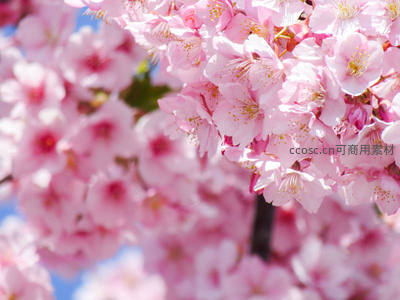 粉樱盛放，阳光下尽显娇艳姿态