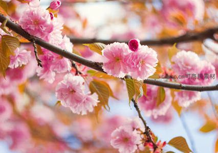 粉嫩樱花特写，春日柔美绽放