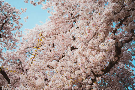 仰望满树繁花，樱花如云似雪