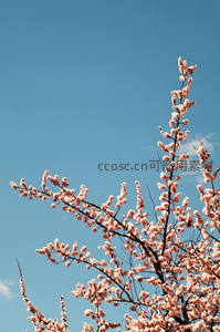 疏影横斜，浅粉花枝映碧空