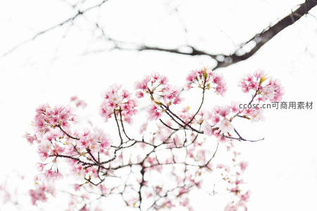 枝头粉樱绽放，春意盎然