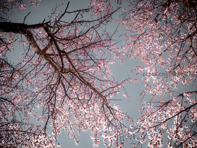 仰望满树粉樱，枝干交错如画框天空