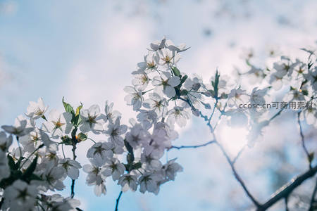 逆光中的樱花特写，花瓣晶莹剔透