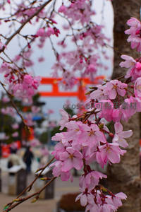 神社前樱花与红色鸟居同框