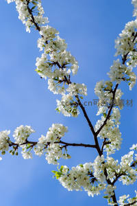 蓝天为幕的洁白梨花枝条