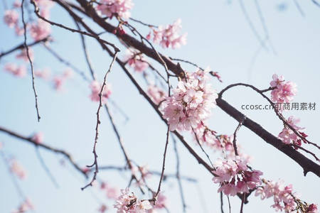粉嫩樱花在晴空下随风轻舞