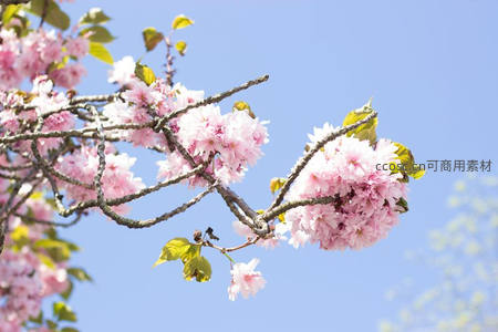 阳光下的重瓣粉樱与新绿嫩叶