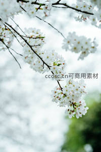 微距镜头下的白色樱花细节之美