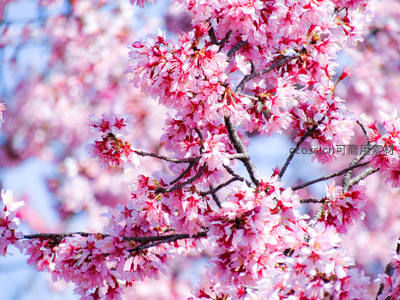 粉嫩樱花枝头绽放，春意盎然