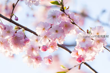 浅粉樱花轻盈绽放，柔光满枝