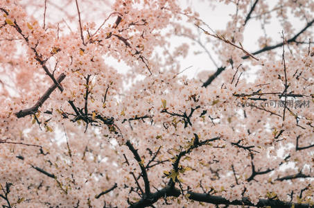满树樱花如云似雪，浪漫唯美