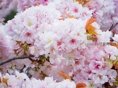 重瓣樱花团簇绽放，娇艳欲滴