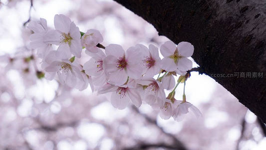 樱花低垂枝头，静谧优雅