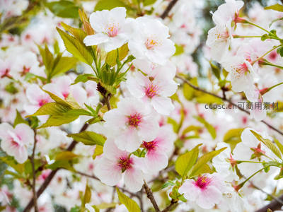 樱花与新叶共舞，春色满园