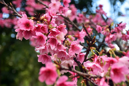 粉嫩樱花枝头绽放，春意盎然