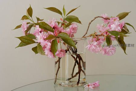 玻璃瓶中插着盛开的樱花枝