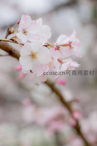 浅粉樱花特写，柔美如梦