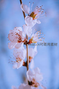 白色杏花在蓝天映衬下绽放