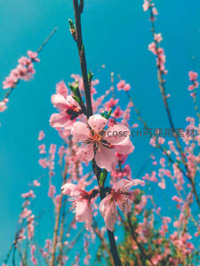 桃花迎风怒放，蓝天为幕