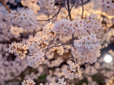 暮色中樱花如雪，月光相伴