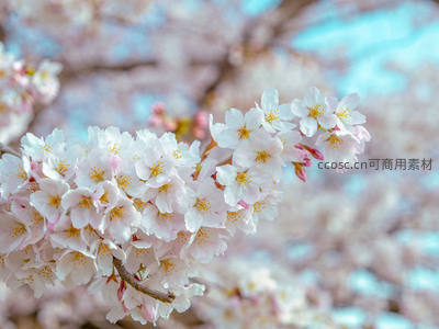春日樱花枝头绽放，粉白花瓣如云似霞