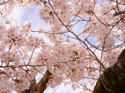仰望满树樱花，蓝天映衬如梦似幻