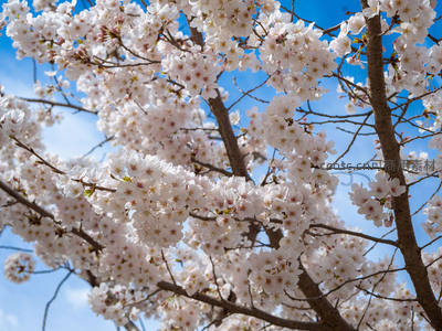 蓝天之下樱花盛放，洁白如雪缀满枝头