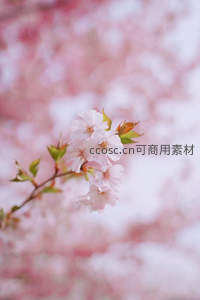 单枝樱花特写，柔粉花瓣点缀新绿