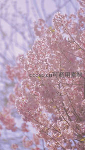 薄雾笼罩樱花林，柔粉花影如诗如画