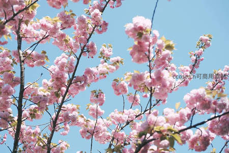 蓝天映衬下盛开的粉色樱花