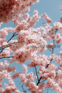 满树樱花如云霞，春意盎然