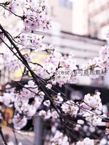 微距特写樱花绽放，柔美花瓣如梦似幻