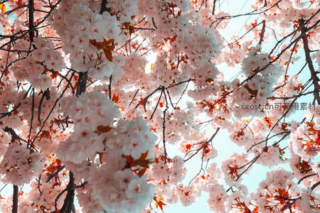 仰拍满树樱花如云霞，蓝天映衬更显烂漫