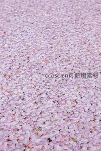 落樱如雪铺满地，粉白花瓣织就春日地毯