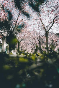 仰望樱花林，繁花似锦遮天蔽日