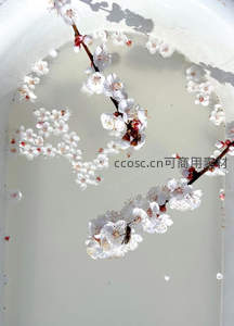 白色花枝浮水，蜜蜂采蜜瞬间定格