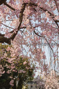 垂枝樱花如帘幕，随风轻舞醉人心
