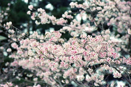 满枝樱花绽放，粉白相间如雪如云