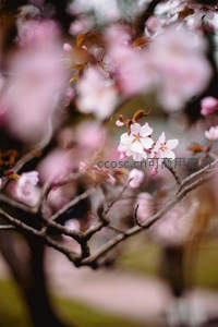 粉樱轻舞枝头，朦胧背景如梦似幻