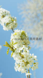 晴空万里下，洁白梨花迎风摇曳生姿