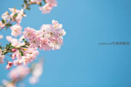 粉嫩海棠映碧空，春意盎然满枝头