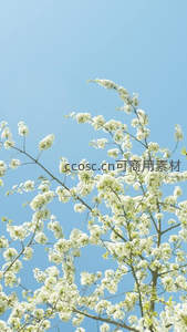 仰望繁花满树，洁白如雪缀蓝天