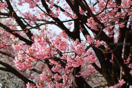 满树樱花如云似霞，映衬深色枝干
