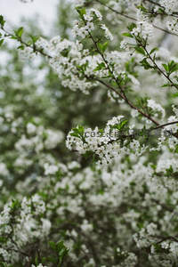 绿叶衬托的洁白花海