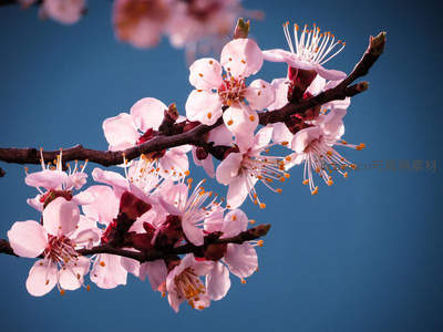 粉嫩桃花枝头绽放，蓝天映衬春意浓