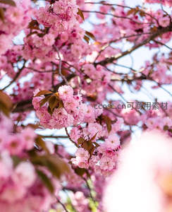 繁茂樱花满树粉红，春风拂面醉人心