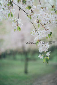 白樱垂枝绿野间，朦胧意境如诗画